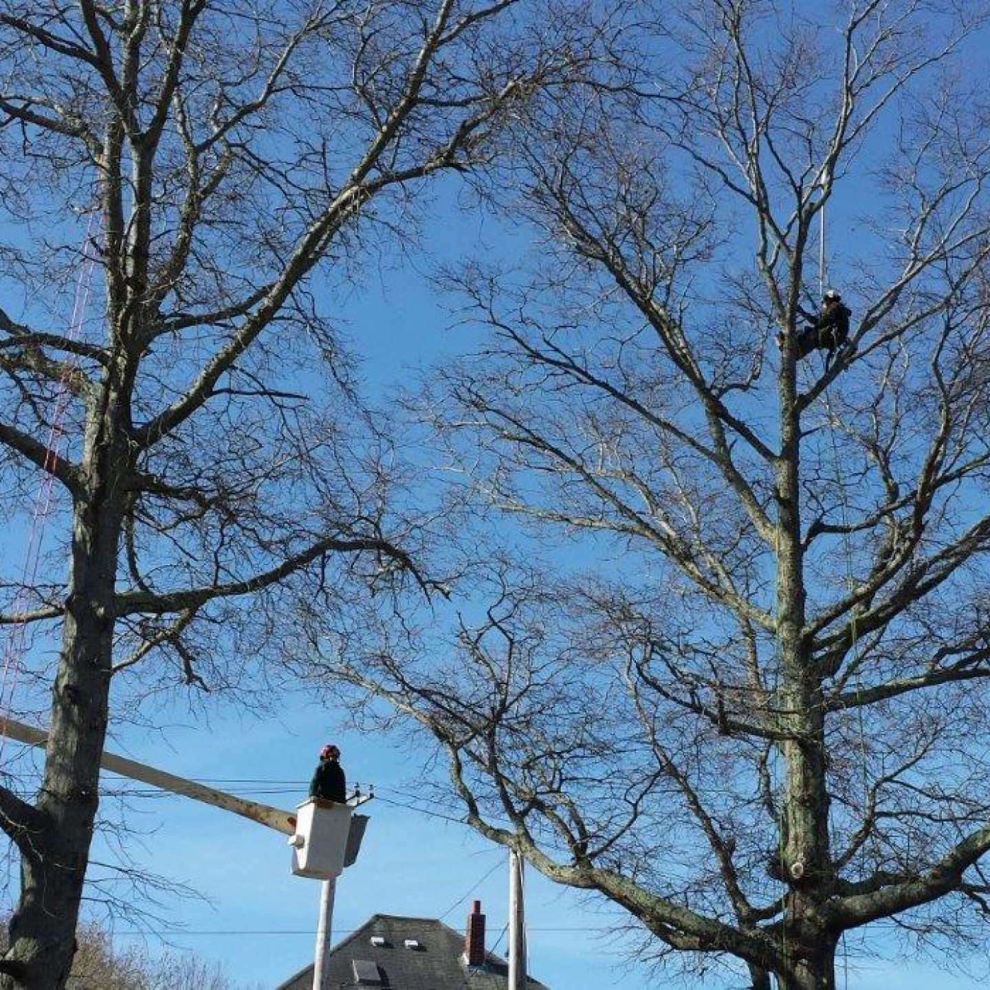 Tree Removal & Pruning, Stump Removal | Fairhaven & New Bedford, MA | G ...